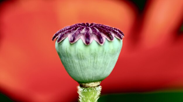 Photo close-up of red tulip