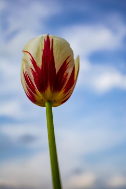 Foto prossimo piano del tulipano rosso