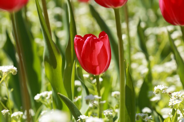 Close-up of red tulip