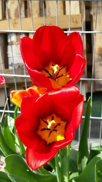 Close-up of red tulip