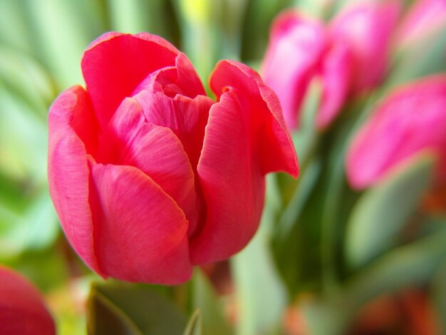 Close-up of red tulip