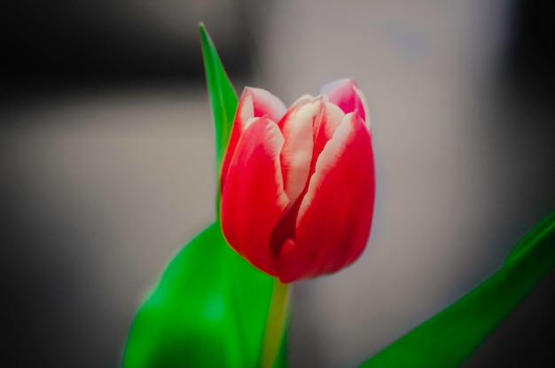 close-up of red tulip