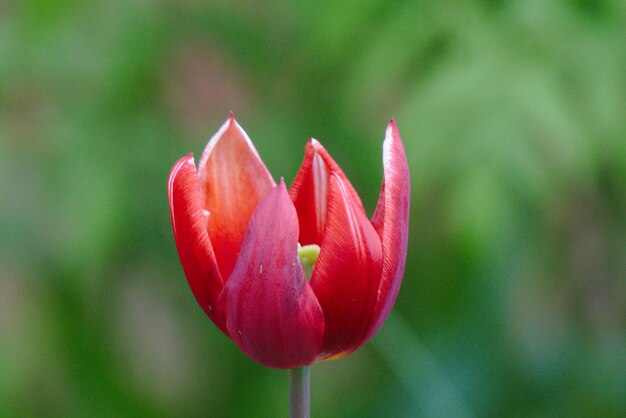 Foto prossimo piano del tulipano rosso