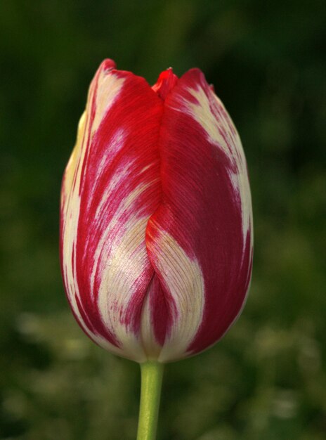 Close-up of red tulip