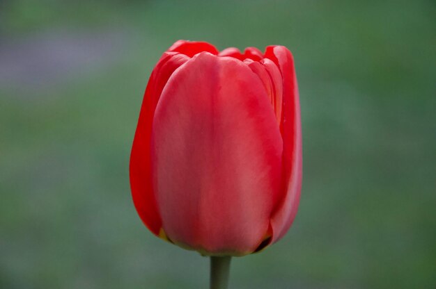 Foto prossimo piano del tulipano rosso