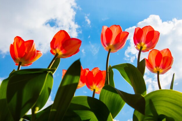 Close-up of red tulips against blue sky