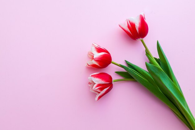 Крупным планом на красные тюльпаны как концепция весеннего и женского дня