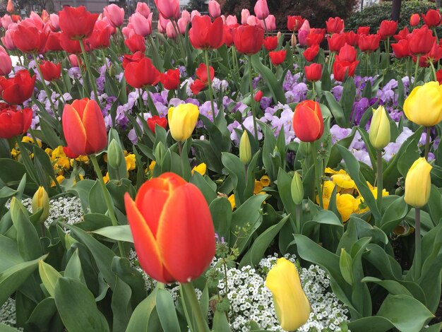 Photo close-up of red tulips in bloom