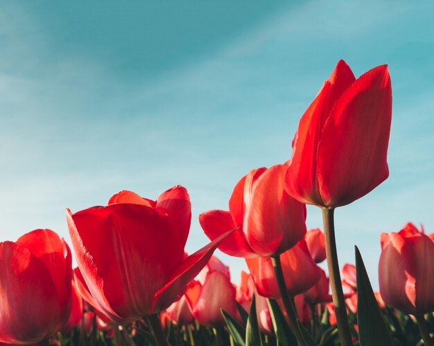 Close-up of red tulips blooming against sky