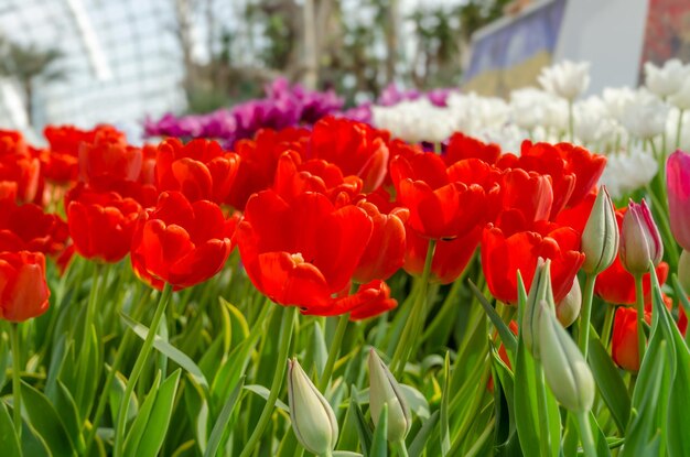 Close-up of red tulips blooming on field