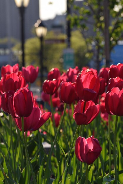 Close-up of red tulips blooming in field