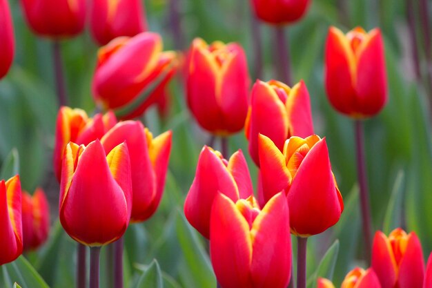 Foto close-up di tulipani rossi in campo