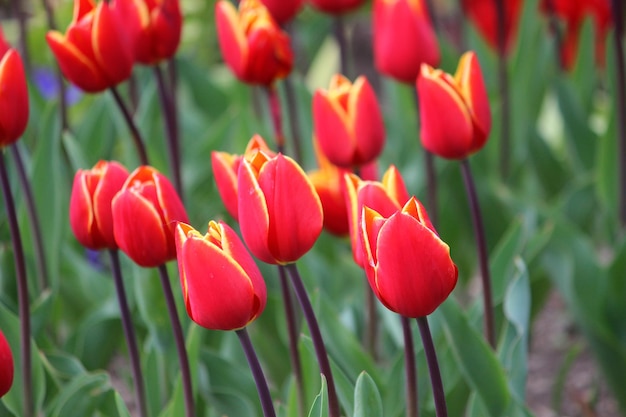 Foto close-up di tulipani rossi in campo