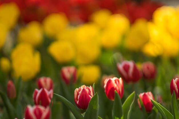 Foto close-up di tulipani rossi sul campo