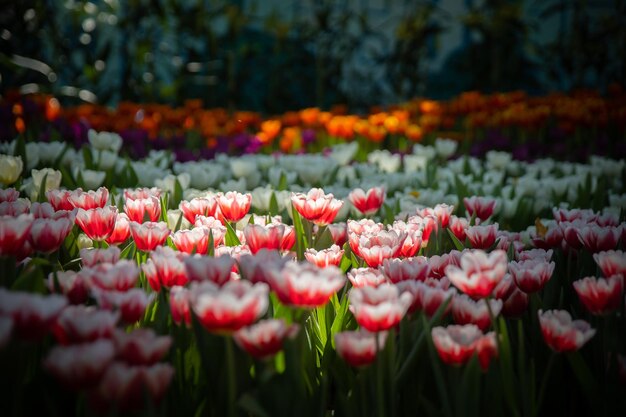 Photo close-up of red tulips in field