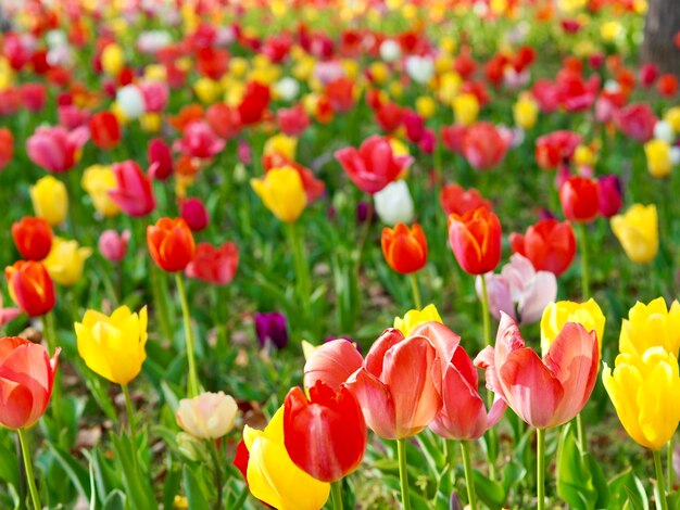 Close-up of red tulips in field