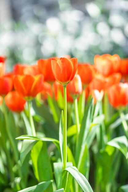 Close-up of red tulips on field