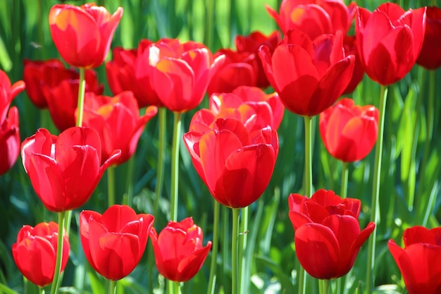 close-up of red tulips on field