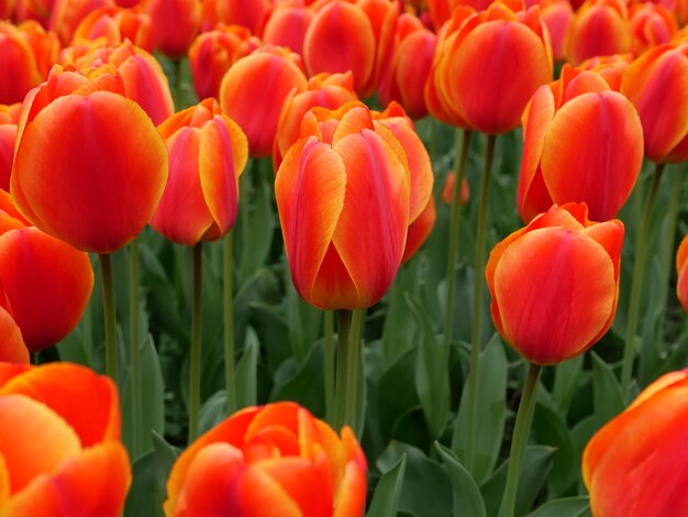 Close-up of red tulips in field