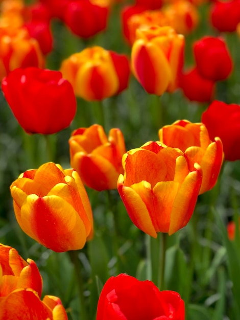 Close-up of red tulips on field