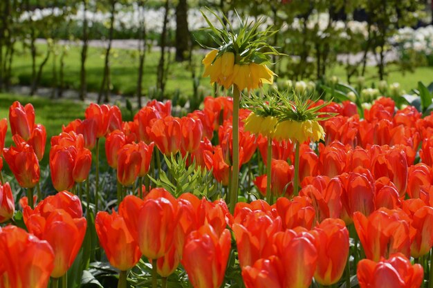 Foto close-up di tulipani rossi in campo