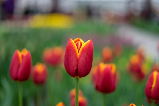 Close-up of red tulips on field