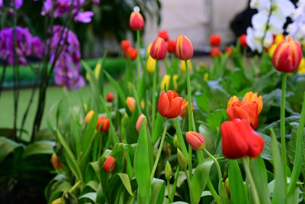 Close-up of red tulips in field