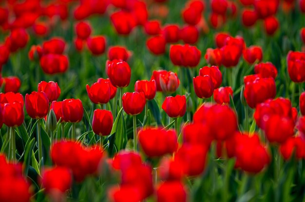 Close-up of red tulips in field