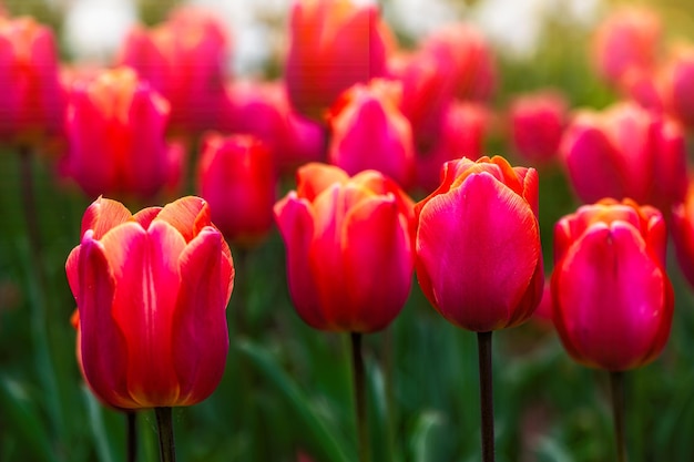 Close up of red tulips flowers with green leaves in the park outdoor soft focus bokeh