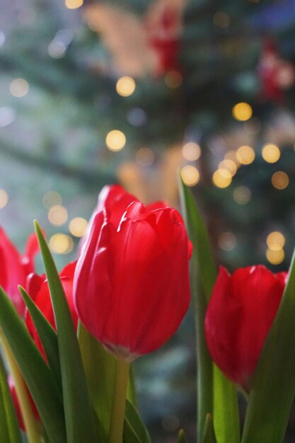 Close-up of red tulips growing