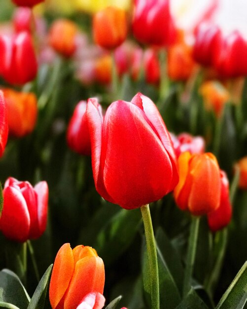 Close-up of red tulips