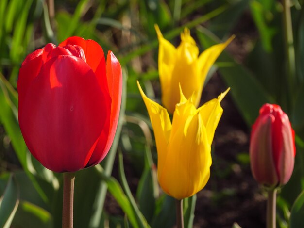 Close-up of red tulips