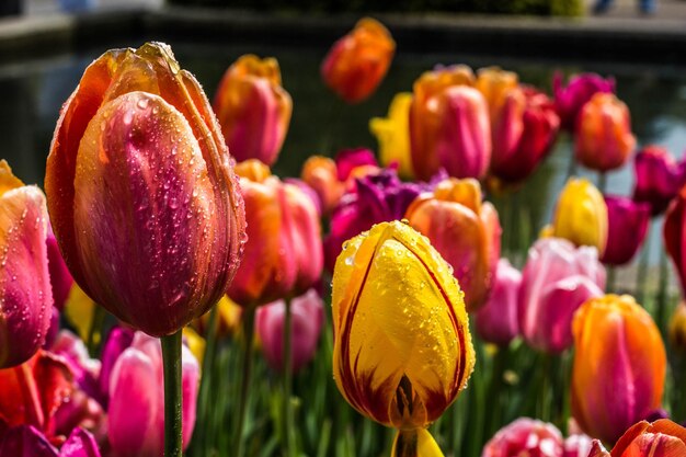 Photo close-up of red tulips