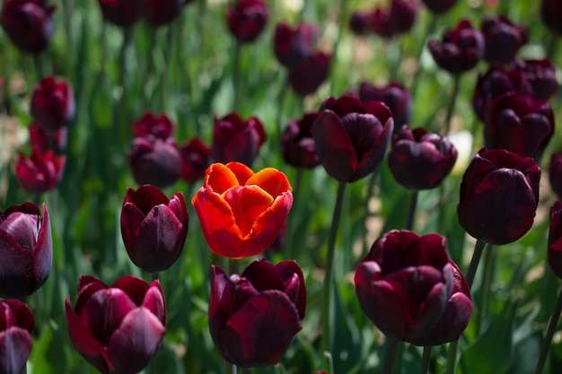 Close-up of red tulips