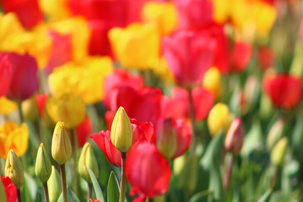 Photo close-up of red tulips