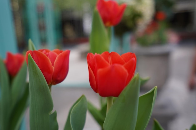Foto close-up di tulipani rossi