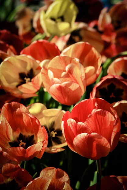 Foto close-up di tulipani rossi