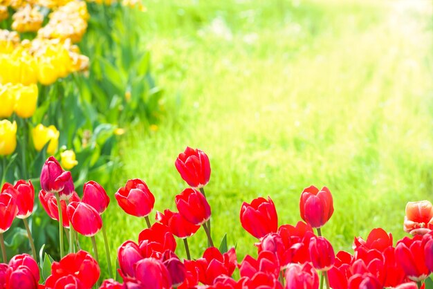 Close-up of red tulips