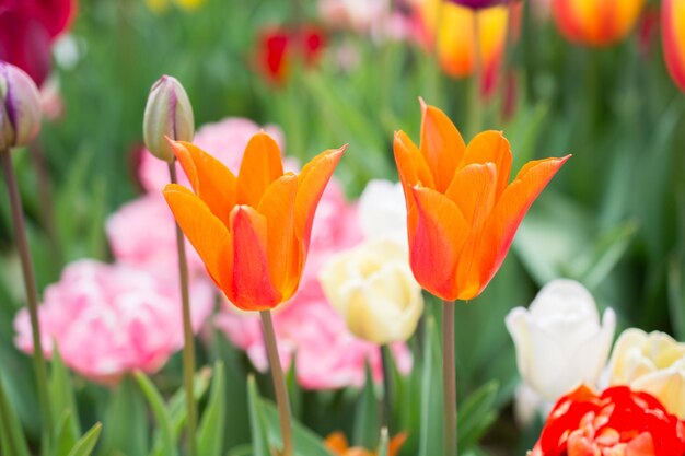 Photo close-up of red tulips