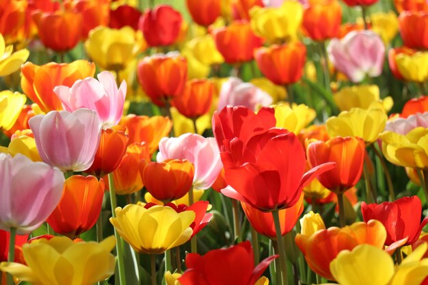 Close-up of red tulips