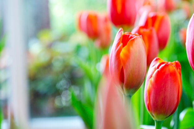 Photo close-up of red tulips