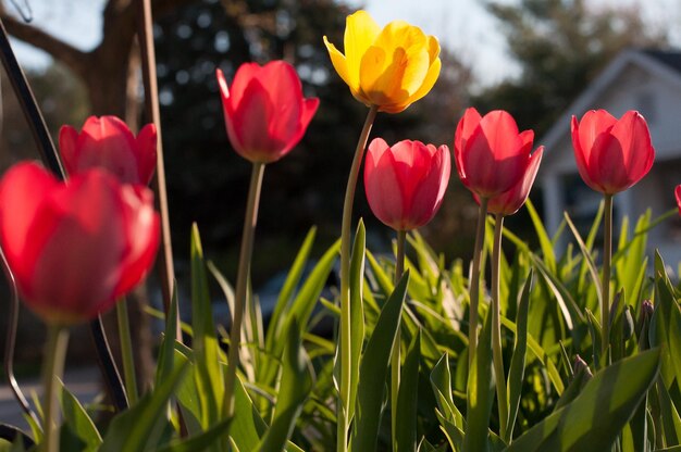 Photo close-up of red tulips