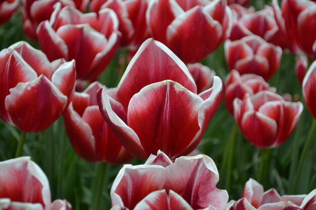 Foto close-up di tulipani rossi