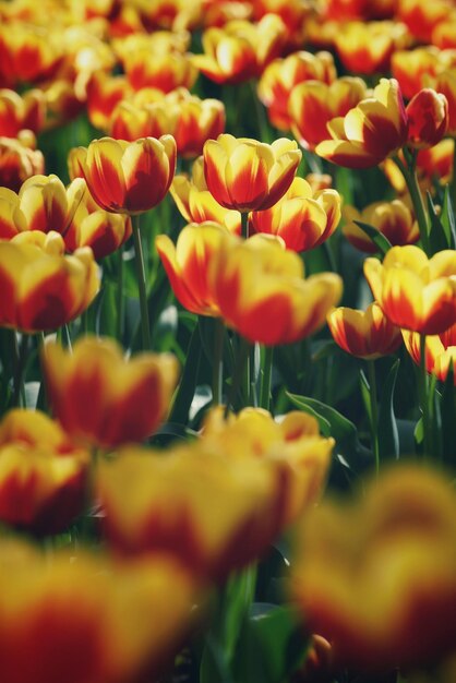 Foto close-up di tulipani rossi