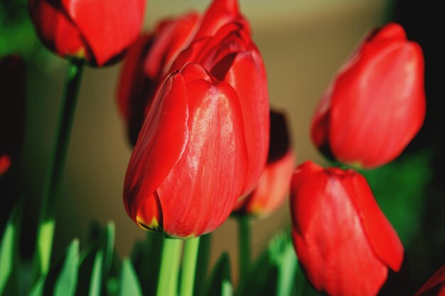 Photo close-up of red tulips