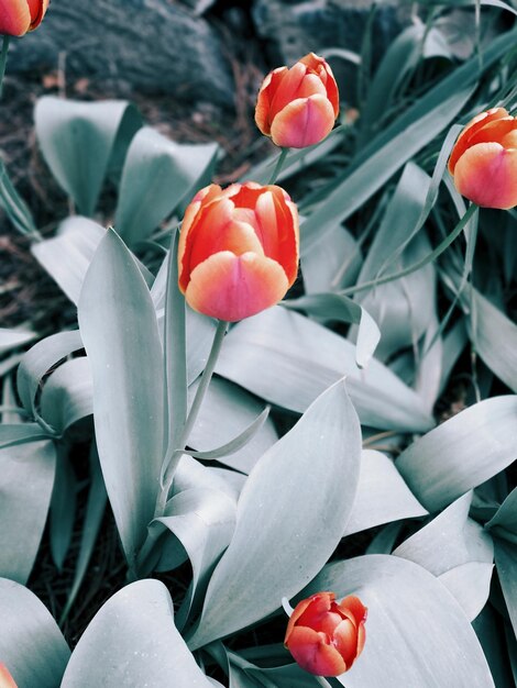 Close-up of red tulips