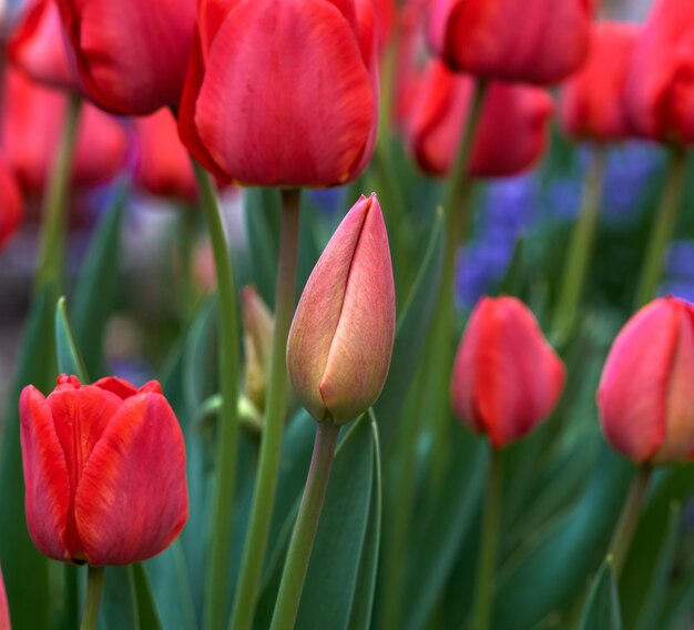 Foto prossimo piano di tulipani rossi