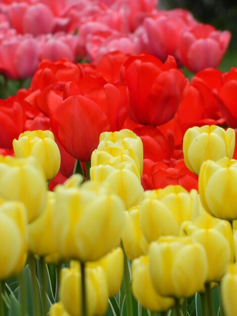 Photo close-up of red tulips