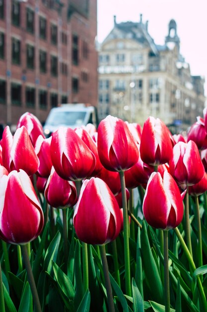 Close-up of red tulips