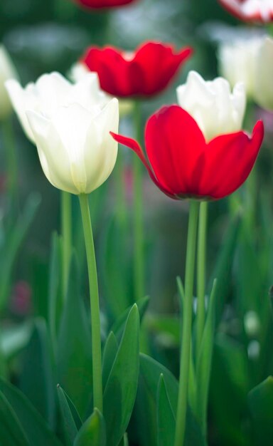 Close-up of red tulips